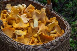 Identification des champignons - mycologie